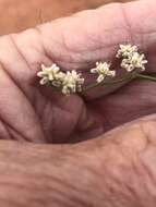 Image of Eriogonum exaltatum M. E. Jones