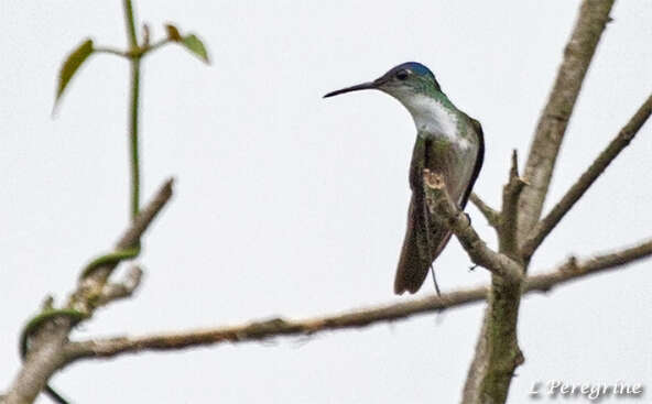 Image of Azure-crowned Hummingbird