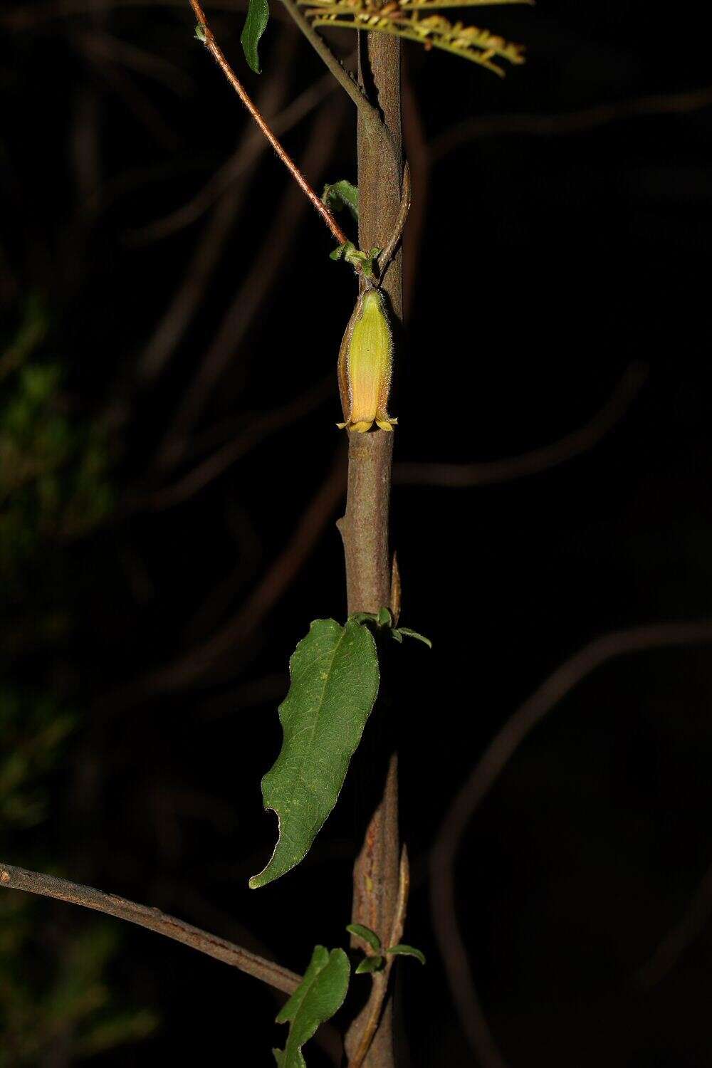 Image de Marianthus bignoniaceus F. Müll.