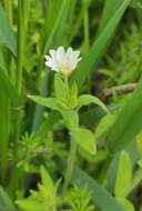 Image of Cerastium nemorale M. Bieb.