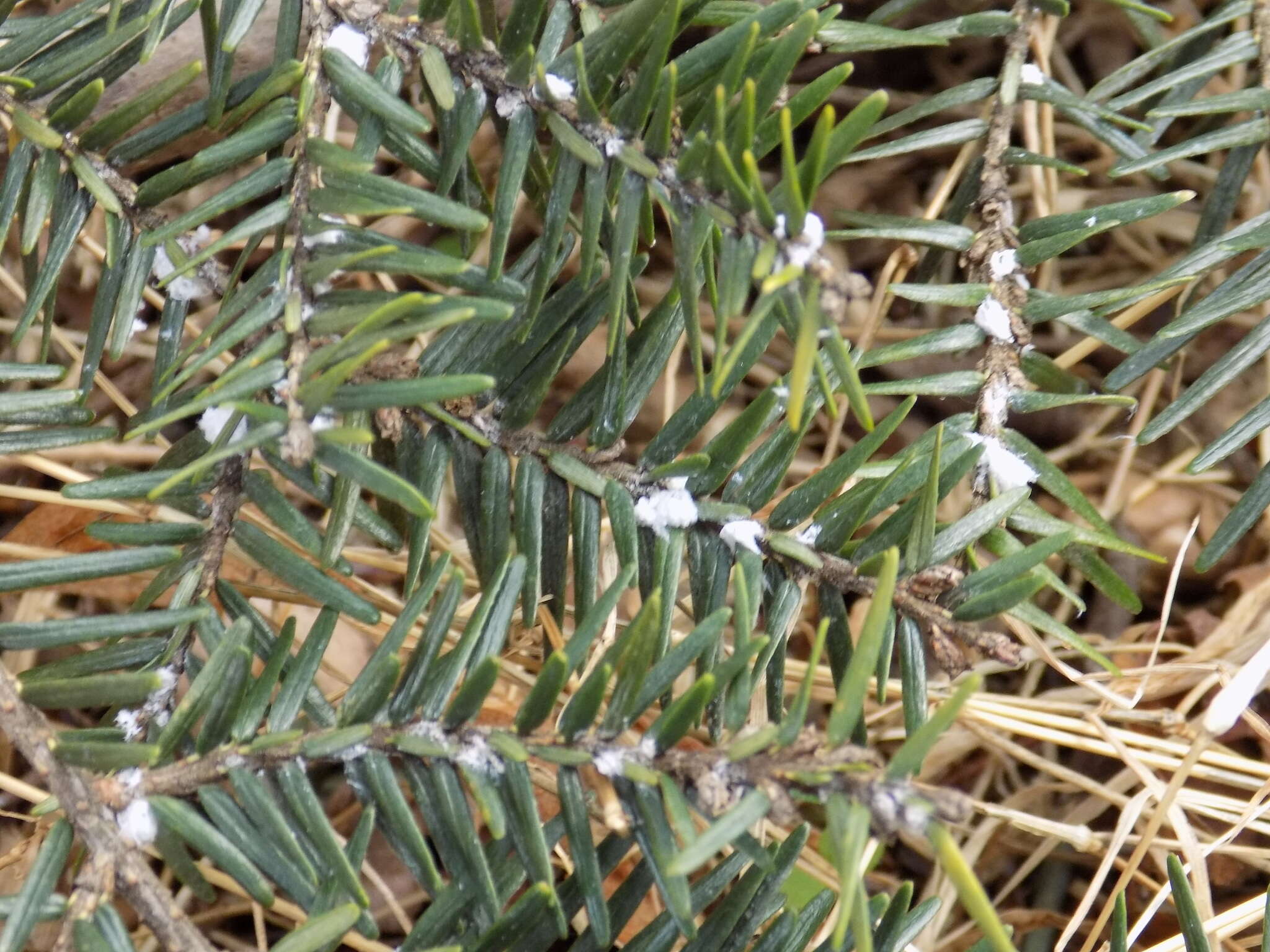 Image of Hemlock Woolly Adelgid