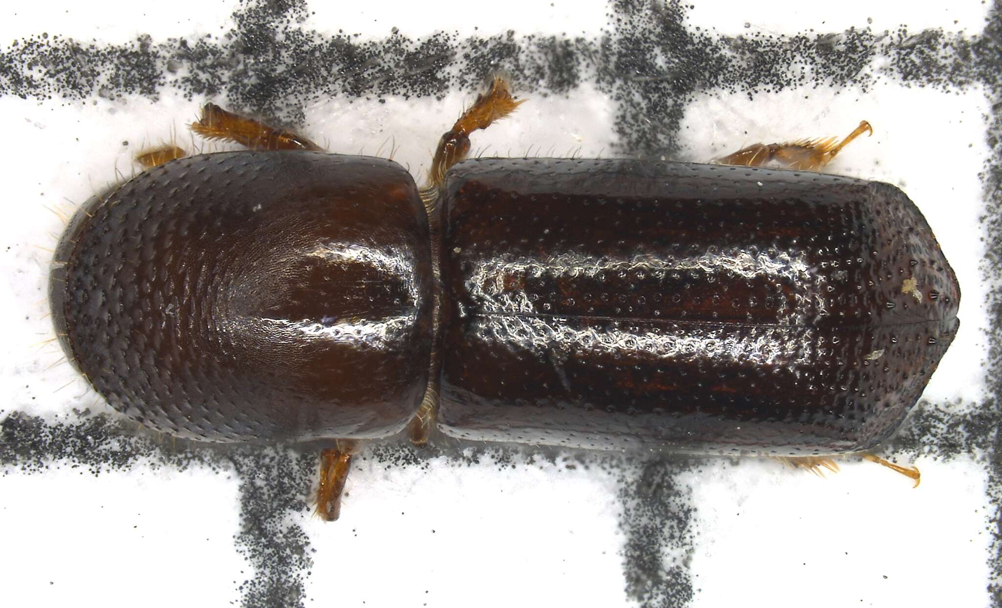 Image of Redbay Ambrosia Beetle