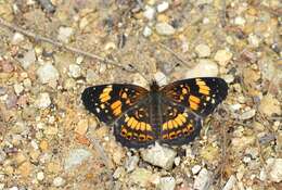 Image of Silvery Checkerspot