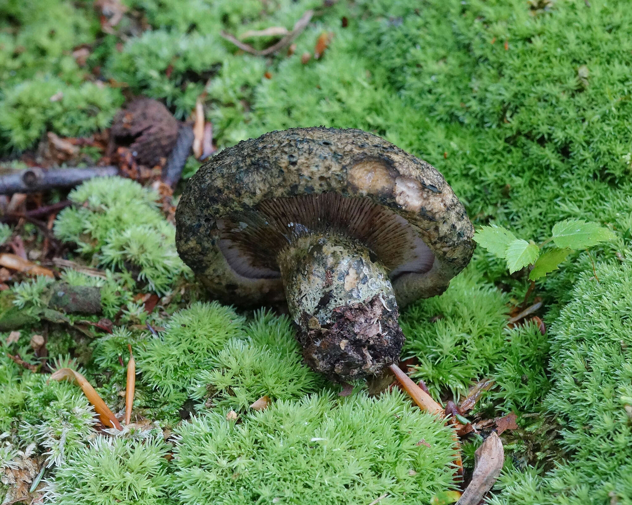 Слика од Lactarius atroviridis Peck 1889