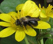 Imagem de Andrena carlini Cockerell 1901