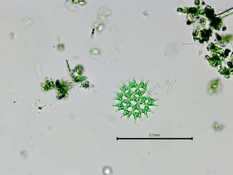 Image of Pediastrum duplex