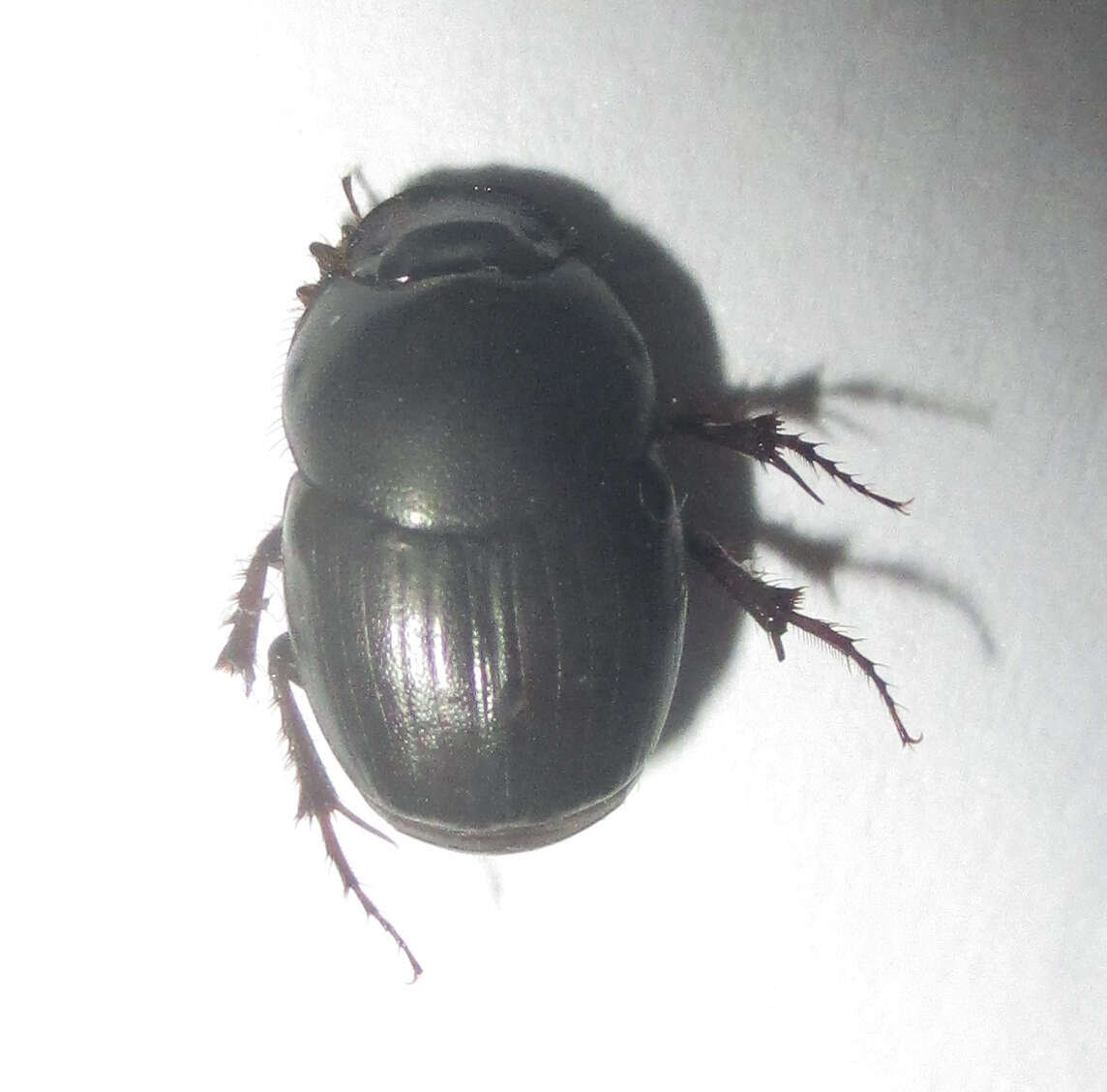 Imagem de Euonthophagus carbonarius (Klug 1855)