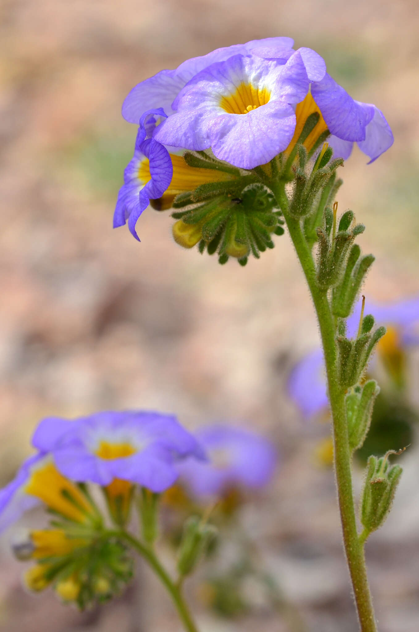 Image of Fremont's phacelia