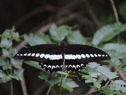 Image of Malabar Banded Swallowtail