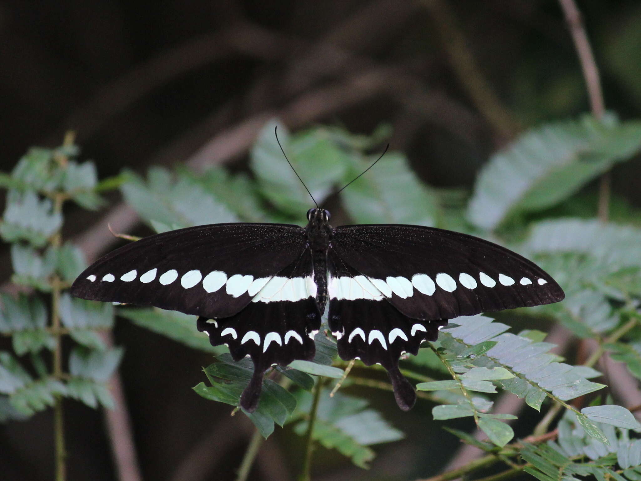 Image of Malabar Banded Swallowtail