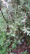Sivun Biophytum aeschynomenifolia Guillaumin kuva