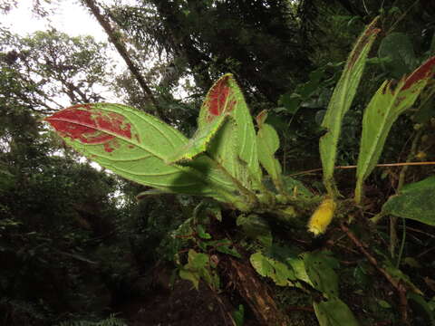 Image of Columnea fuscihirta L. P. Kvist & L. E. Skog