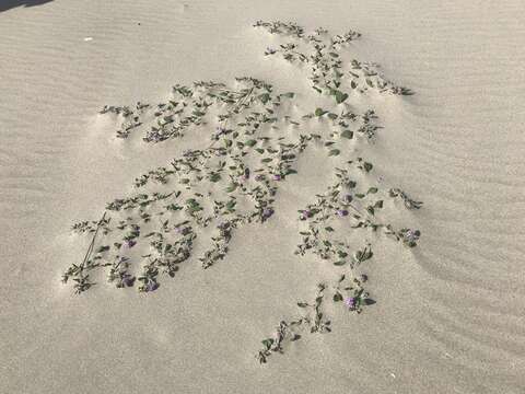 Image of pink sand verbena