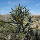 Image of Ferraria schaeferi Dinter