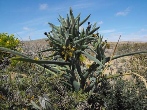 Image of Ferraria schaeferi Dinter