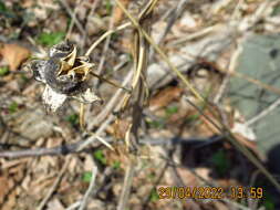 Codonopsis lanceolata (Siebold & Zucc.) Benth. & Hook. fil. ex Trautv. resmi