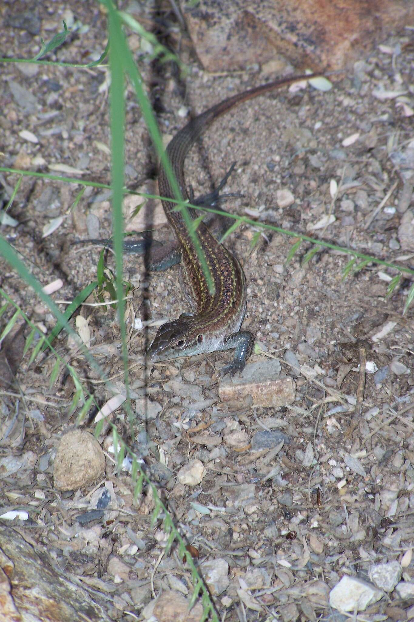 Image of Sonoran Spotted Whiptail