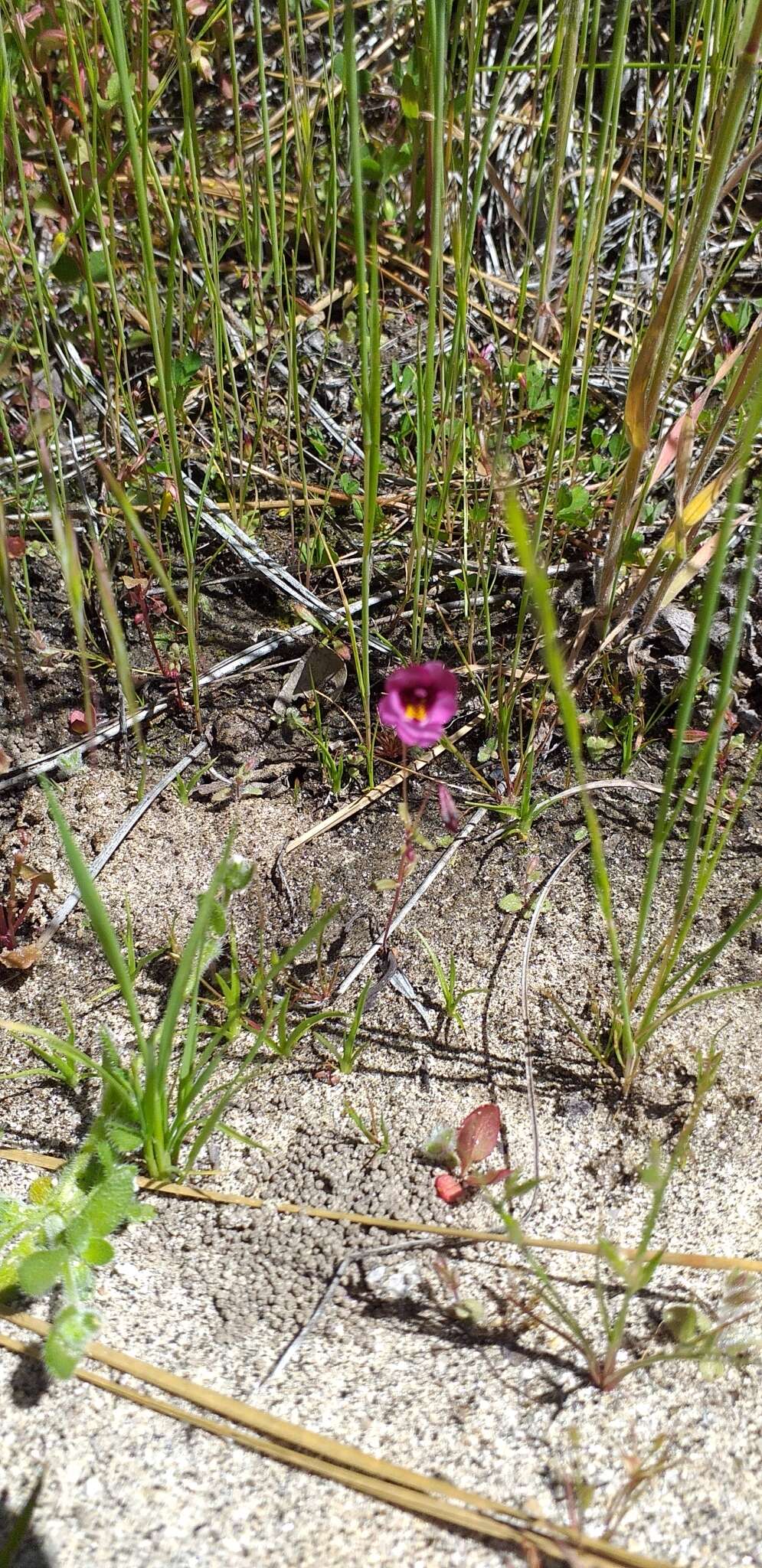 Image of Palomar monkeyflower