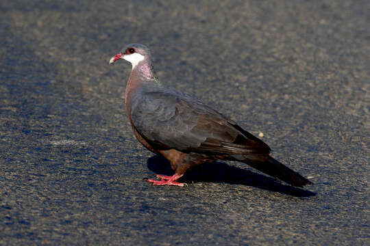 Image of Metallic Pigeon