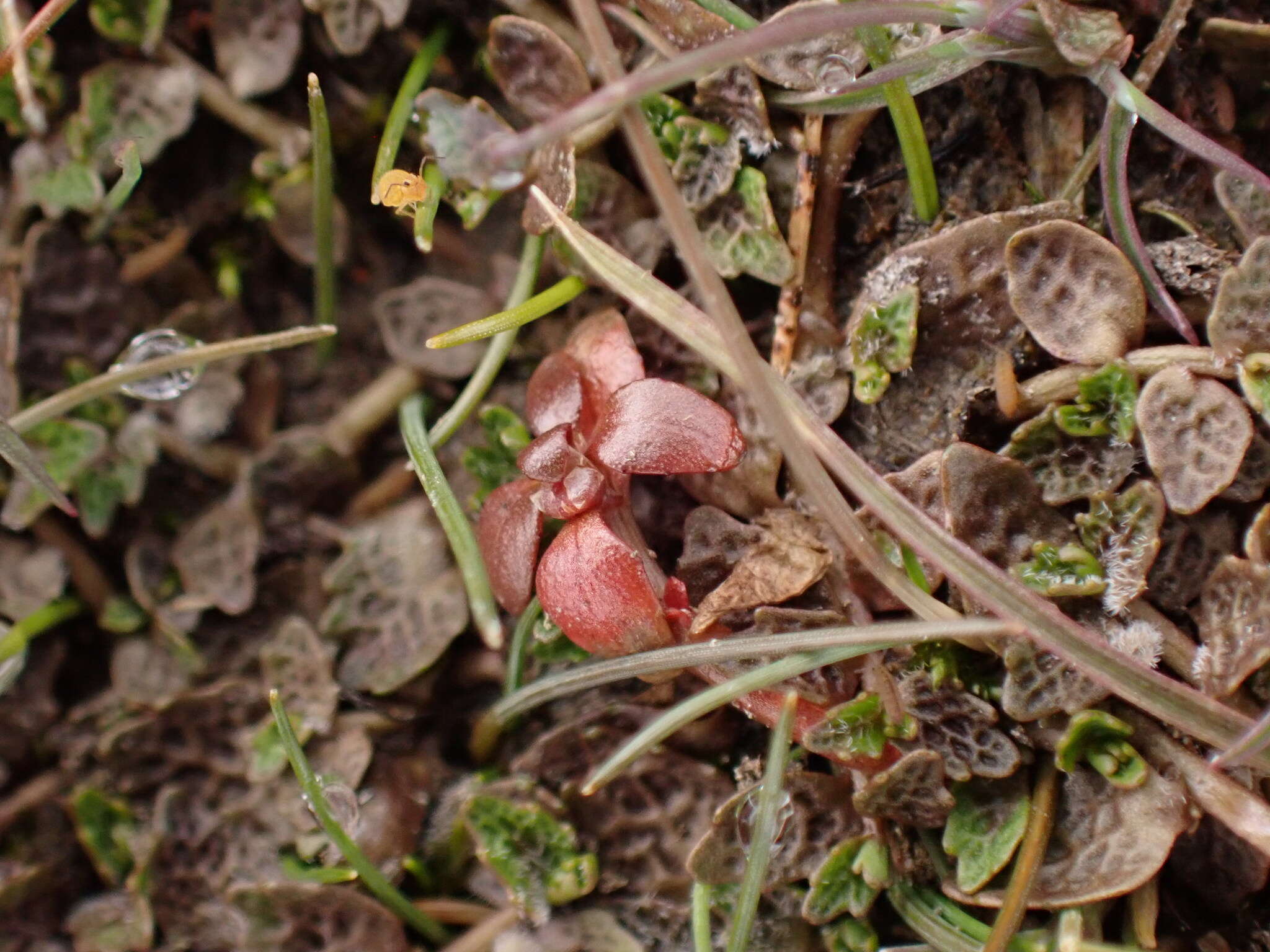 Image of Elatine gratioloides Cunn.