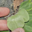 Image of Craspedia uniflora var. grandis Allan