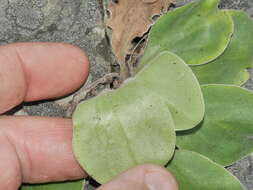 Image of Craspedia uniflora var. grandis Allan