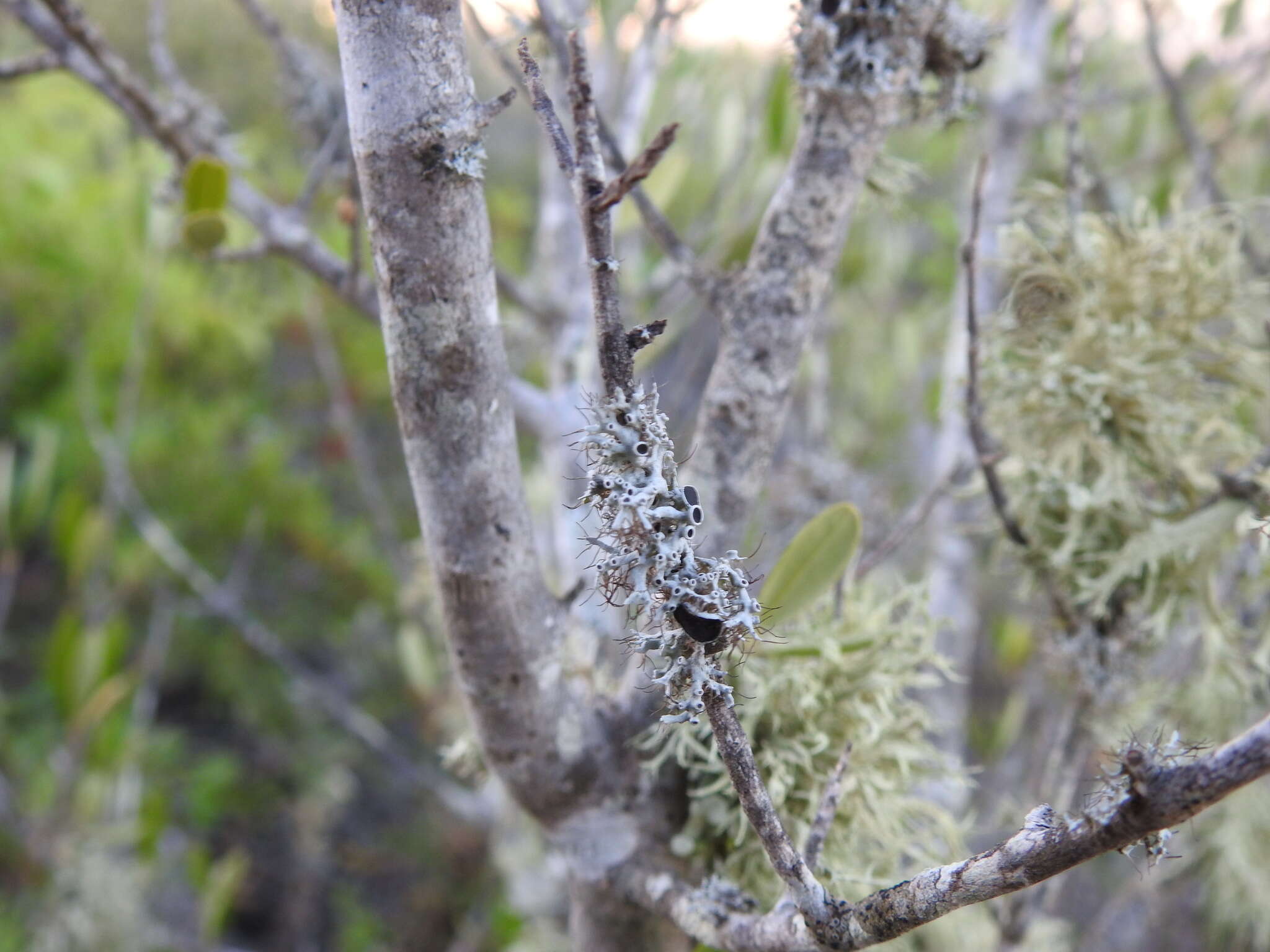 Image of rosette lichen