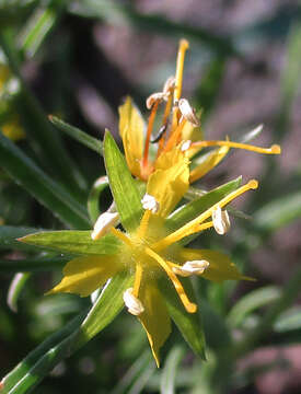 Imagem de Vahlia capensis (L. fil.) Thunb.