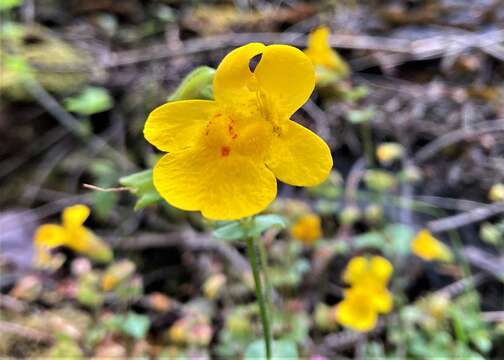 Image of widecalyx monkeyflower