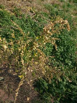 Image de Atriplex sagittata Bkh.