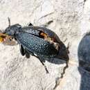 Carabus (Megodontus) croaticus Dejean 1826 resmi