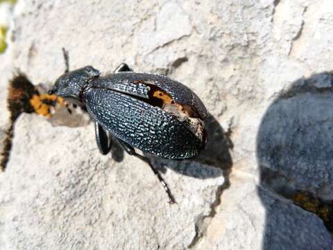 Image of Carabus (Megodontus) croaticus Dejean 1826