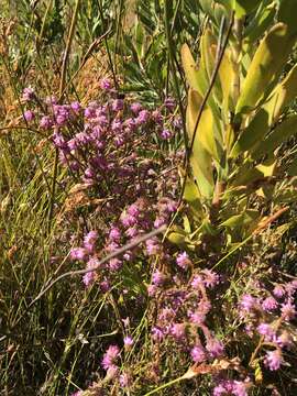 Image of Erica barbigeroides E. G. H. Oliver