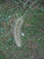 Image of Japanese bristlegrass