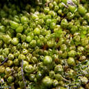 Image of imbricate lorentziella moss