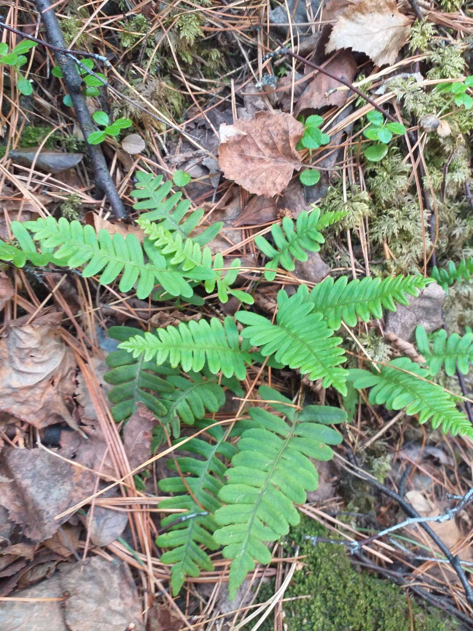 Polypodium sibiricum Siplivinsky的圖片