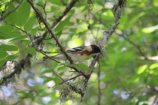 Image of Bay-breasted Warbler