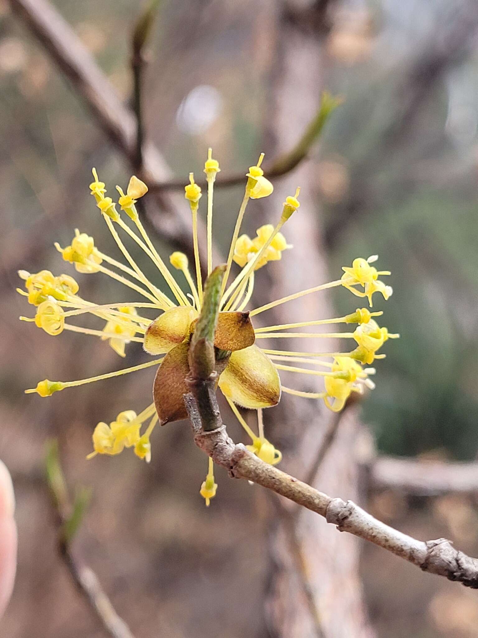 Plancia ëd Cornus officinalis Siebold & Zucc.