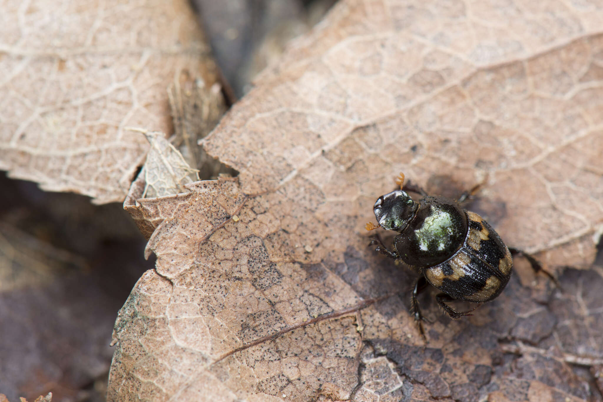 Image of Onthophagus (Paraphanaeomorphus) trituber (Wiedemann 1823)