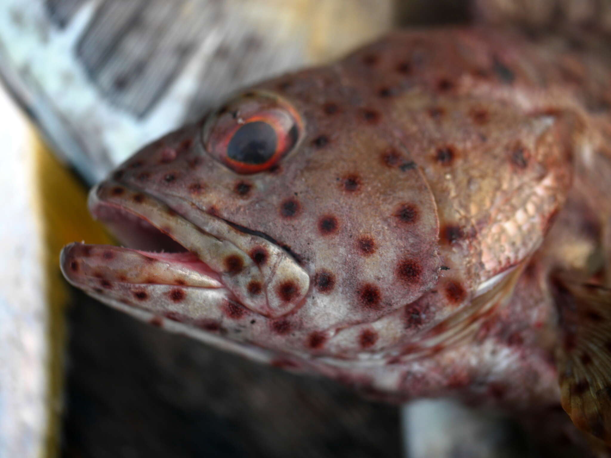 Epinephelus longispinis (Kner 1864) resmi