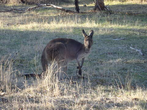 Macropus fuliginosus (Desmarest 1817) resmi