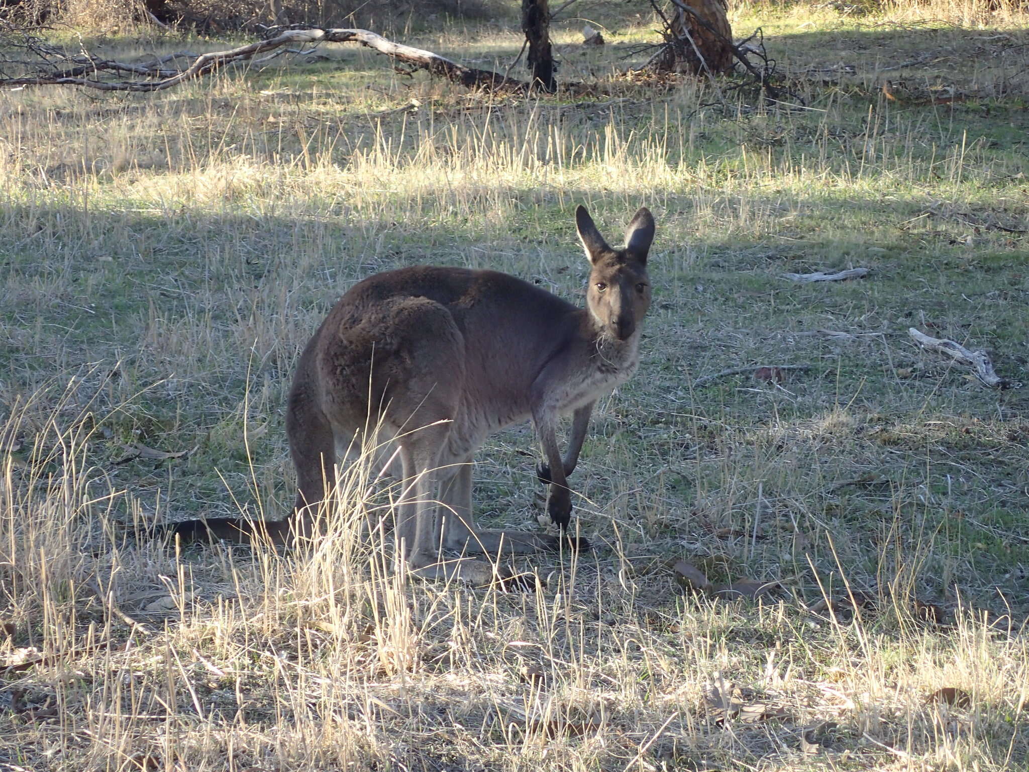 Macropus fuliginosus (Desmarest 1817) resmi