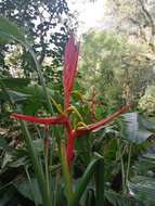 Image of Heliconia schiedeana Klotzsch