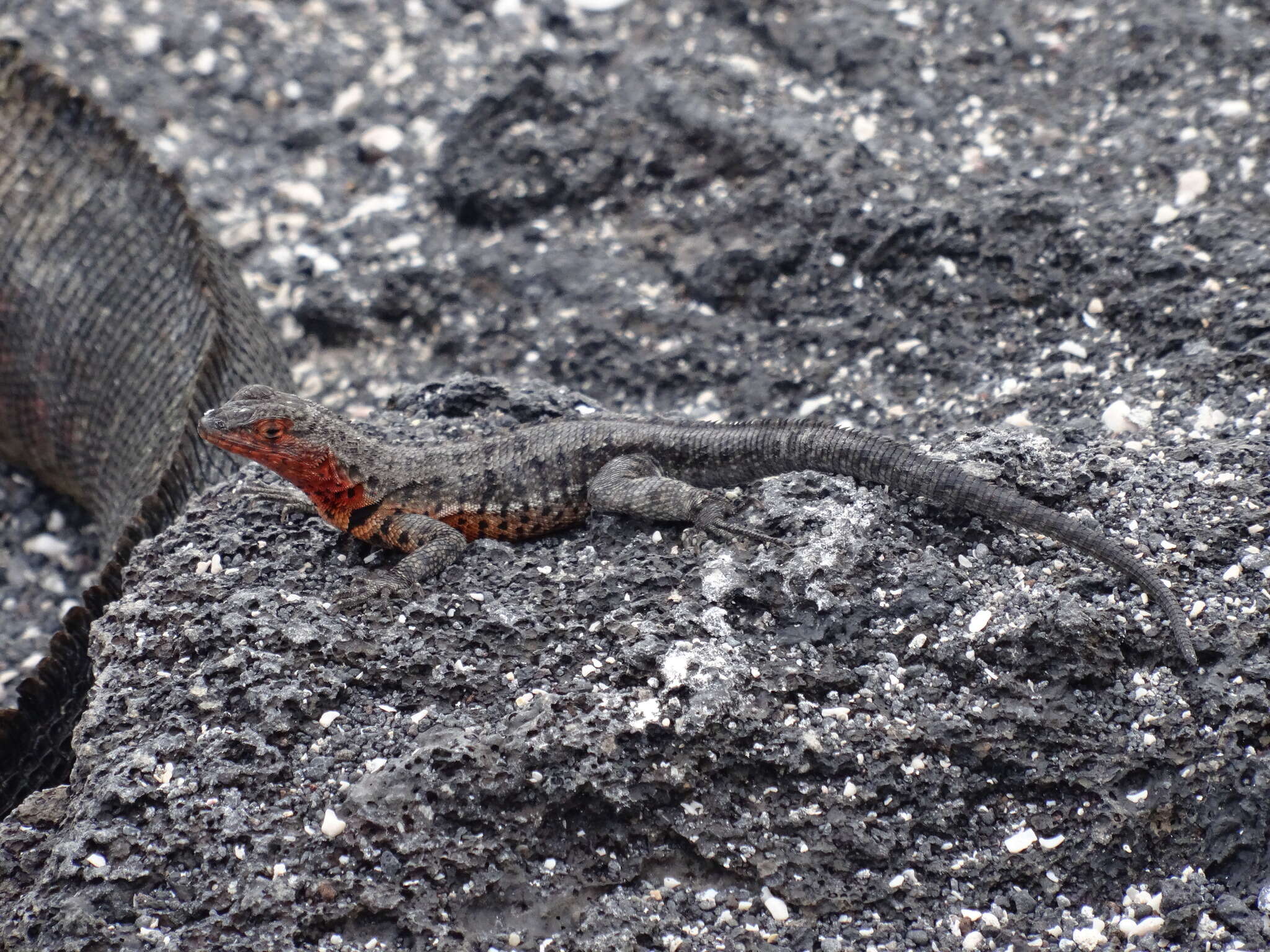 Plancia ëd Microlophus albemarlensis (Baur 1890)