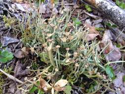 Image of cup lichen