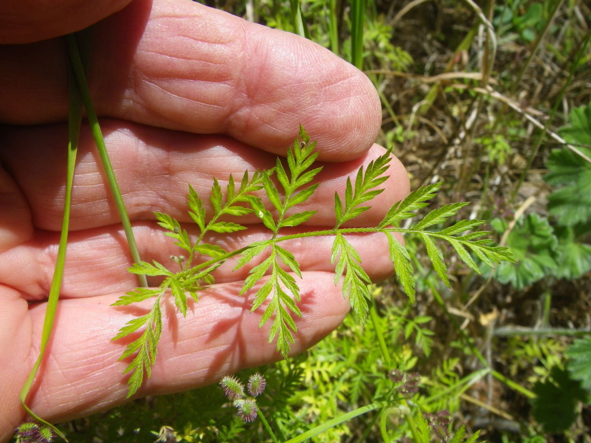 Image of spreading hedgeparsley