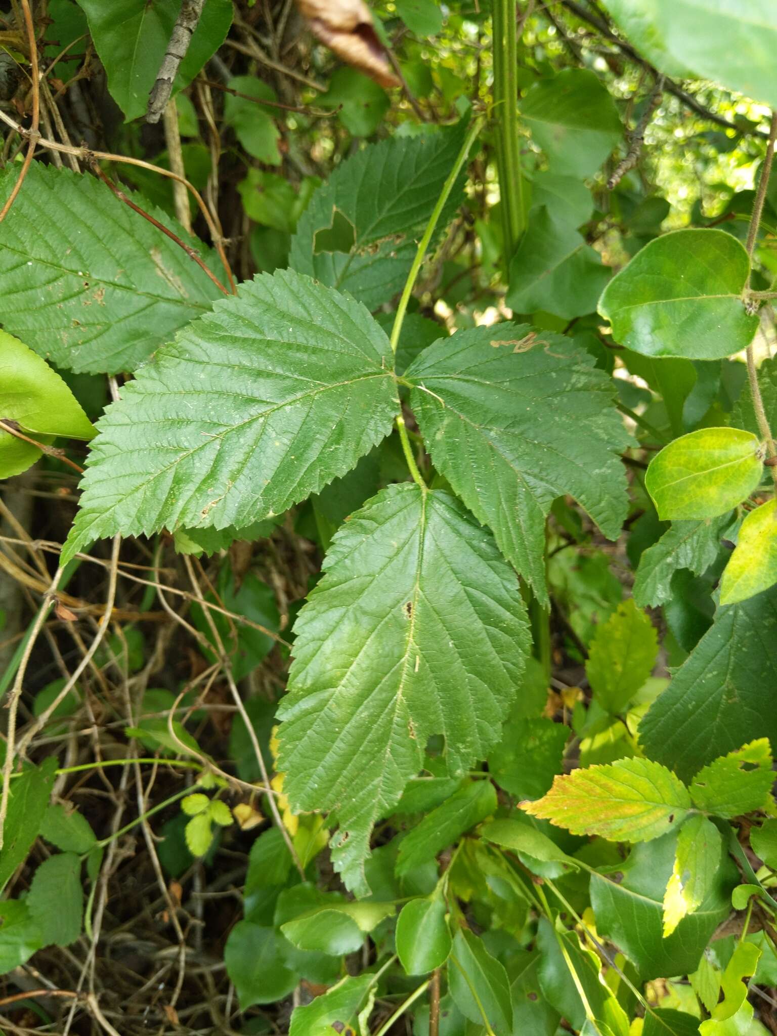 Image of Stigmella villosella (Clemens 1861) Newton et al. 1982