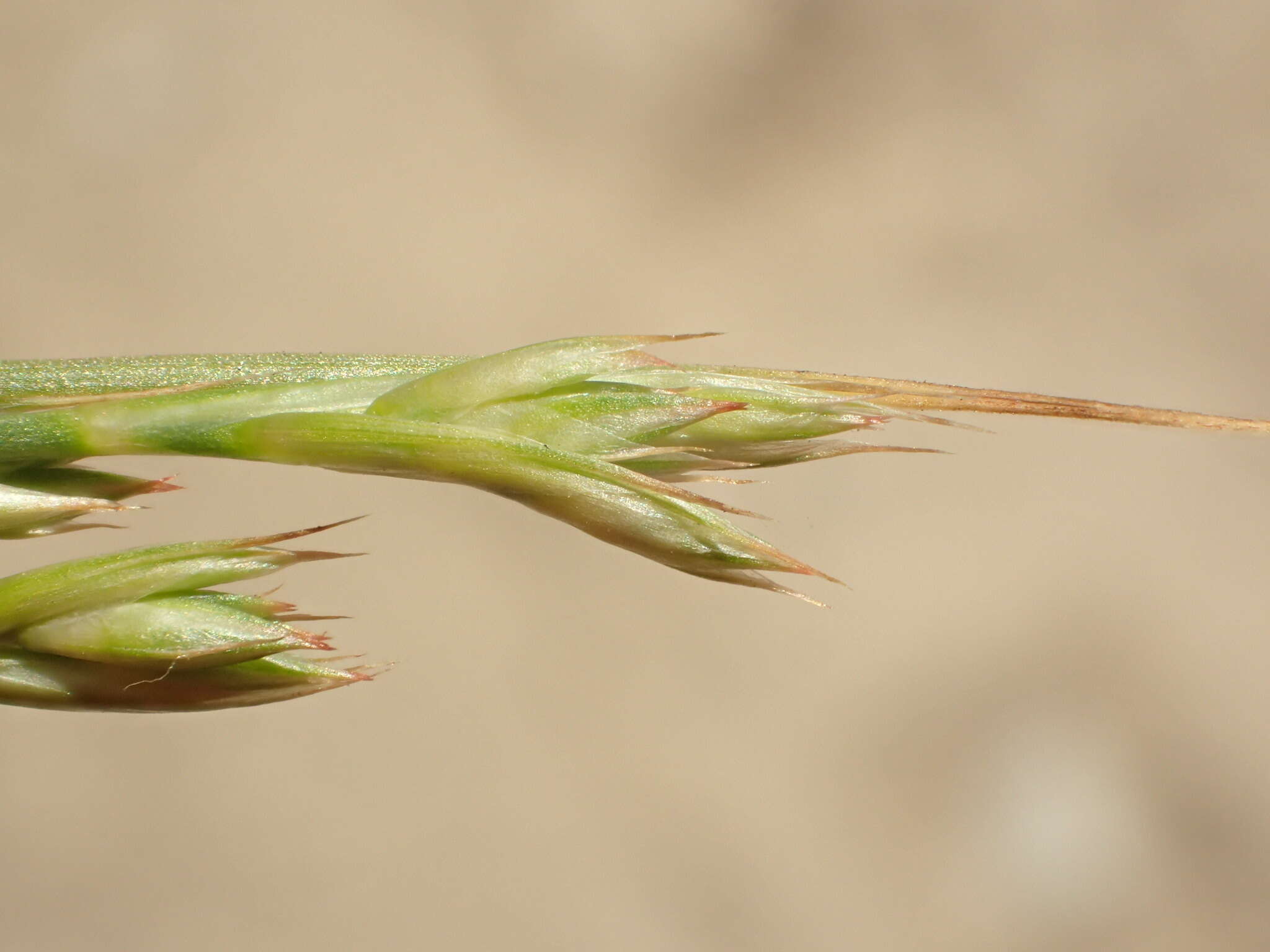 Image of longleaf rush