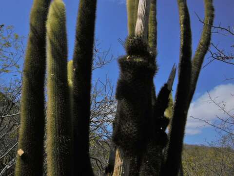 Image of Pilosocereus chrysostele (Vaupel) Byles & G. D. Rowley