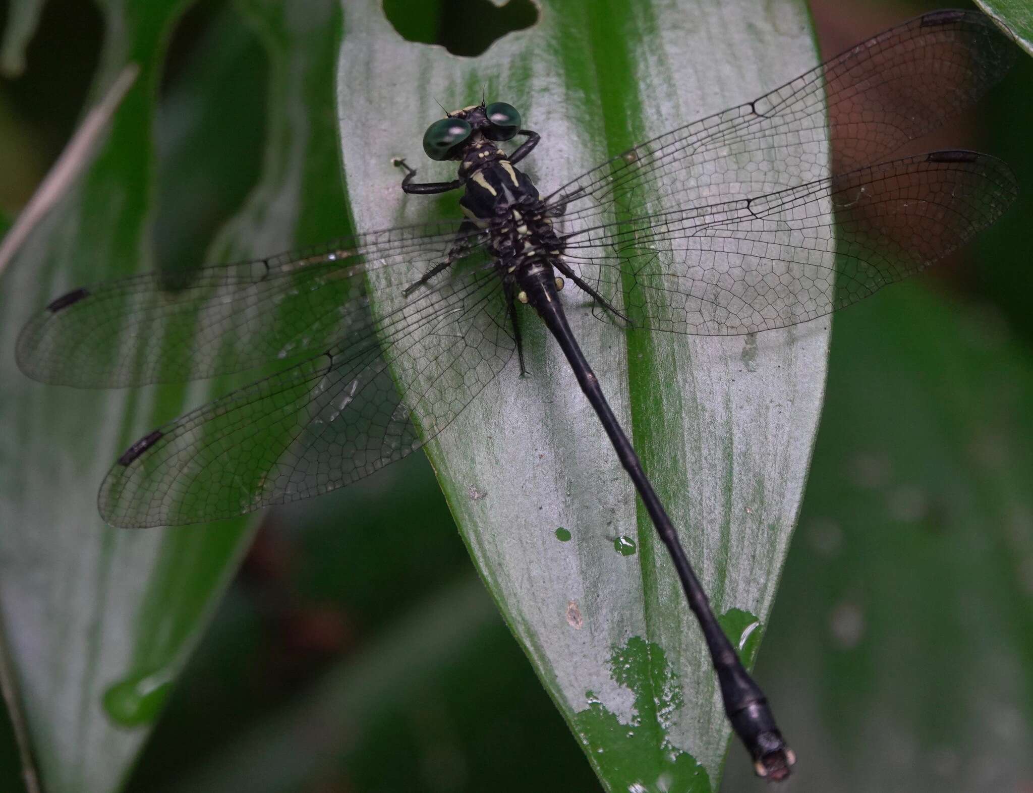 Imagem de Leptogomphus risi Laidlaw 1932